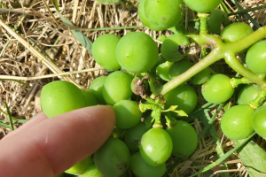 Michigan grape scouting report – July 1, 2020