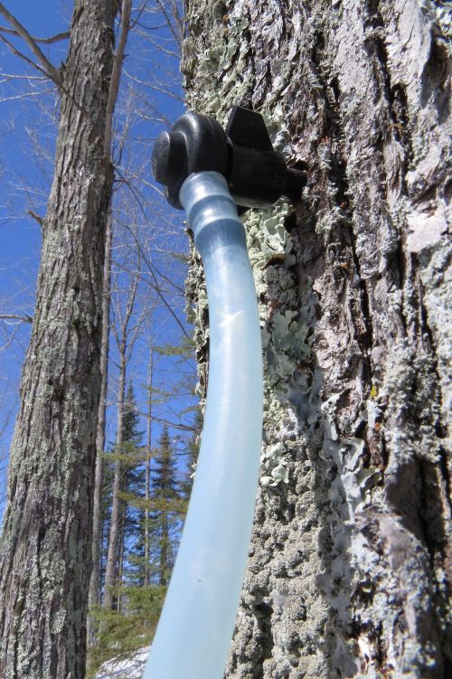 A tap placed into a tree to pull sap out of the tree for syrup