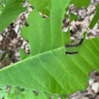 Green tree leaf with holes and black gypsy moth caterpillars