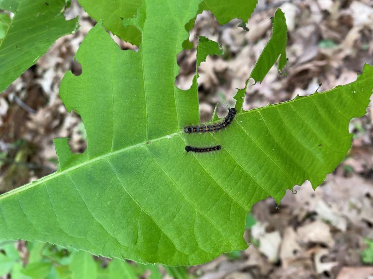 Green tree leaf with holes and black gypsy moth caterpillars