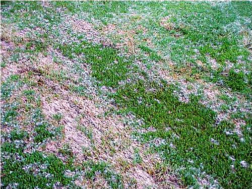  pythium-blight1.jpg 