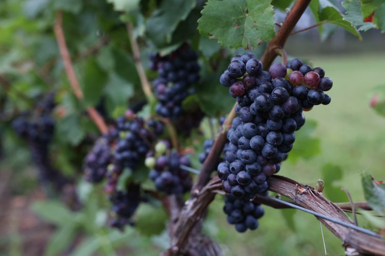 Grapes on a branch.