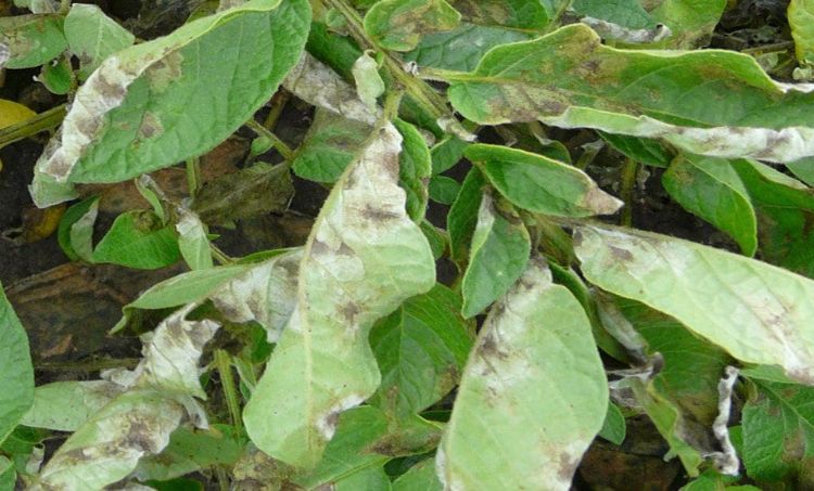 green leaves on potato plant with black and gray spots