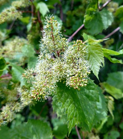 Riverbank grape, Vitis riparia, in full bloom. Use the bloom dates for this common wild grape species in Enviroweather’s grape berry moth model. Photo by Keith Mason, MSU.