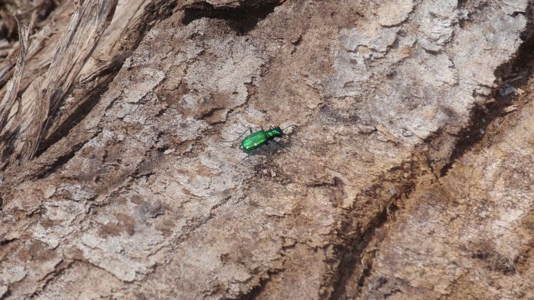 A metallic green beetle on a tree trunk.