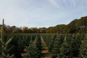 Is there a Christmas tree shortage this year?