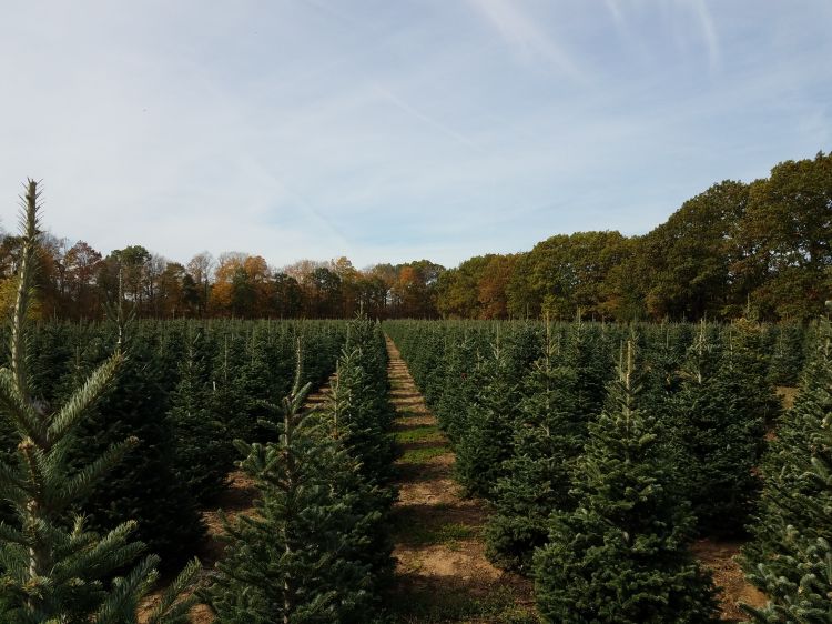 A Christmas tree field.