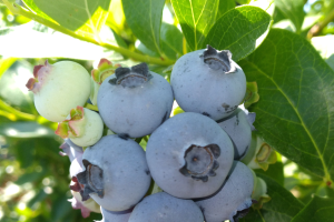 West central Michigan small fruit update - July 12, 2022