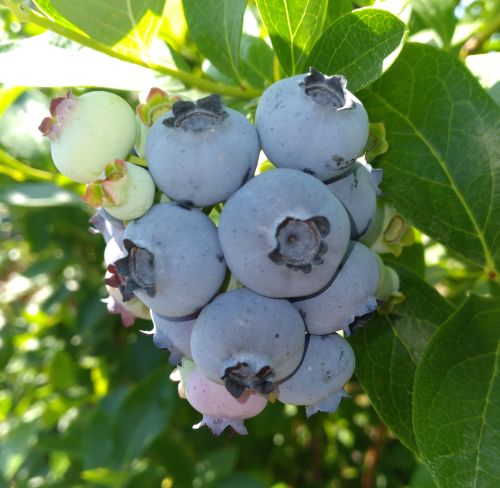 Mature blueberries.