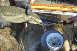 Setting the record straight on alligator gar and Asian carp