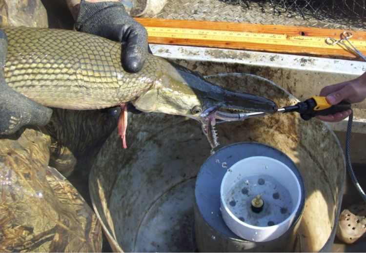 Researchers in Illinois used gastric lavage to flush stomach contents from young alligator gar to find out what the fish eats. Photo credit: Nathan Grider