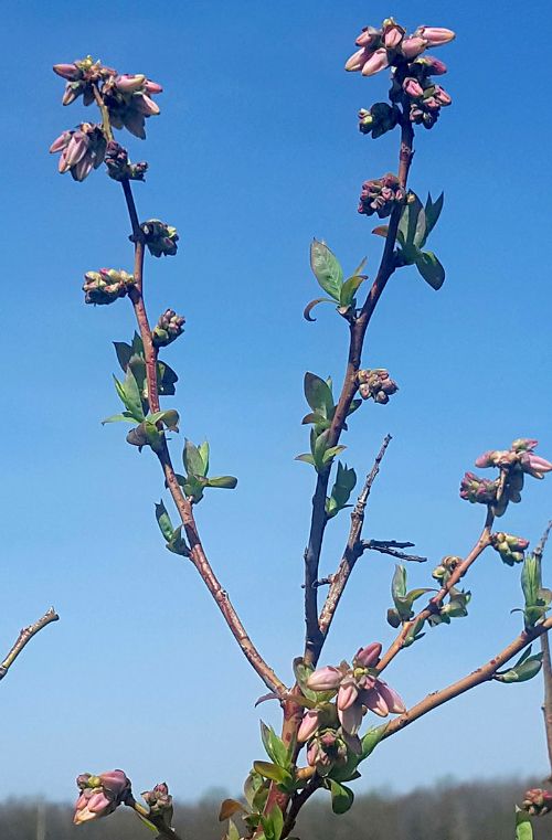 ‘Bluecrop’ are at pink bud in Van Buren County. Image courtesy of Mark Longstroth, MSU Extension.