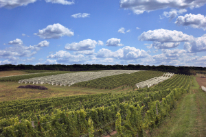 Join us for a northwest Michigan grape pre-harvest meeting on Sept. 17, 2021