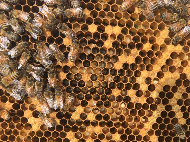 Photo of a brood frame from a honey bee colony with a spotty pattern and sunken brood