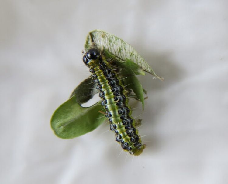 A green caterpillar on a green leaf.