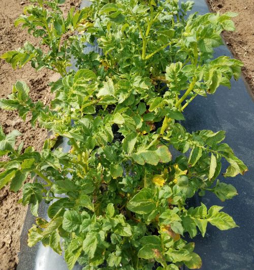 Potato leafhopper damage on potatoes