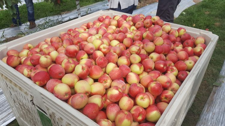 Bin full of apples