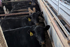 Programming cattle feed intake can improve feed efficiency