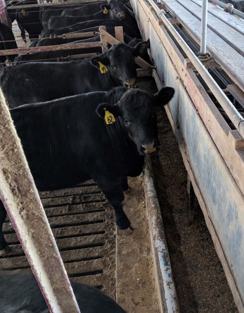 Crossbred Beef Steers at the Feed Bunk (Image credit: Jerad Jaborek)