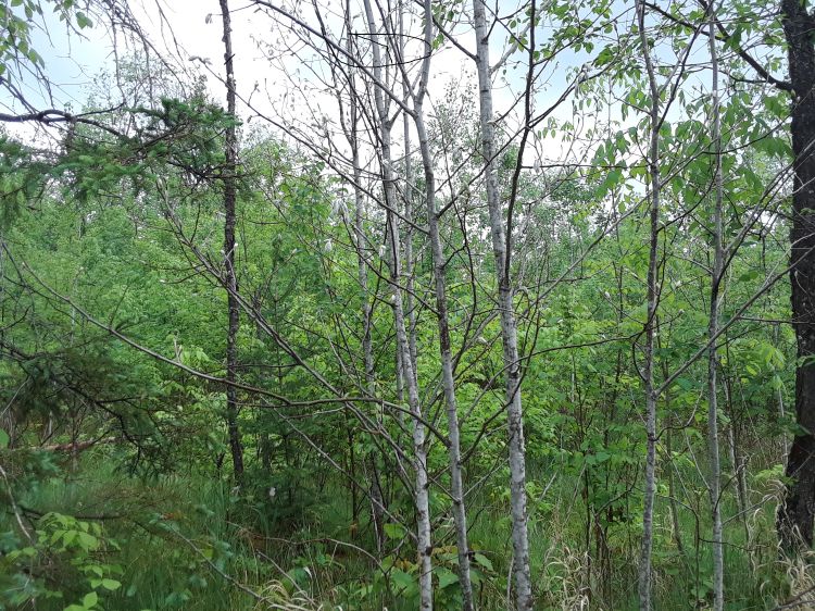 Aspen regeneration following timber harvest | Photo by Mike Schira, Michigan State University Extension