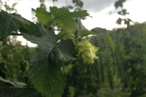 Grow your own hops with tips from Michigan Fresh