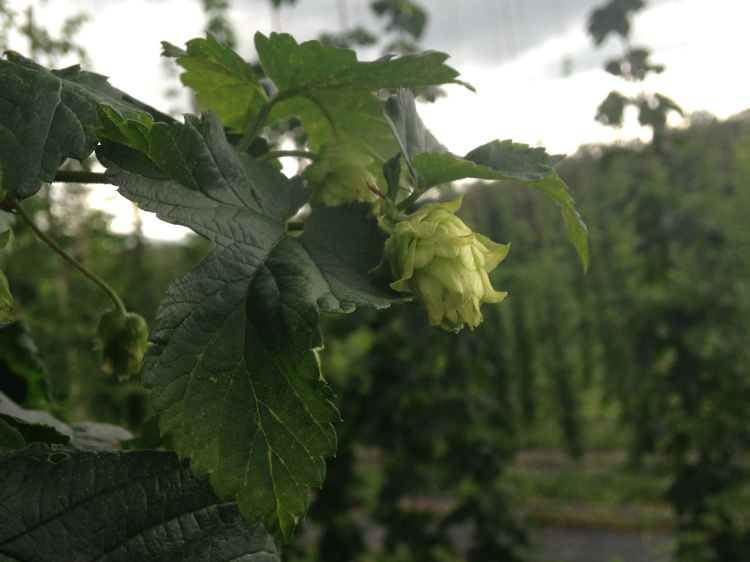 Hop plant