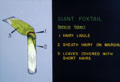 Giant Foxtail5.thumb.jpg