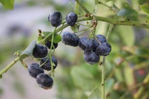 Guo-Qing Song, an associate professor in the MSU Department of Horticulture, is working to breed fruit crops such as blueberries to better tolerate cold temperatures.