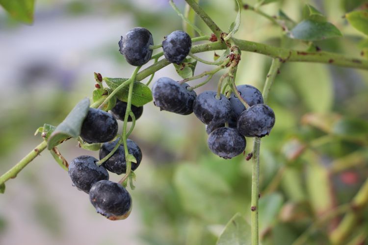 Guo-Qing Song, an associate professor in the MSU Department of Horticulture, is working to breed fruit crops such as blueberries to better tolerate cold temperatures.