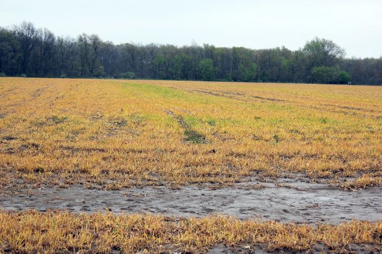 Incomplete burndown of a cover crop. Photo: Bruce MacKellar, MSU Extension. 