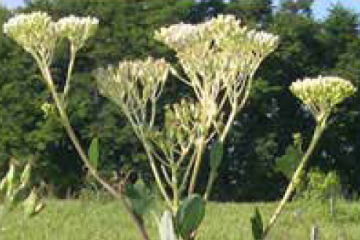 Pale Indian plantain