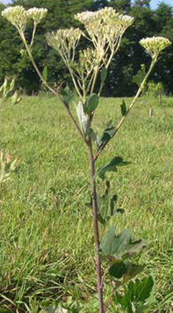 Pale Indian plantain