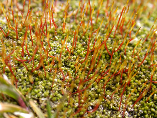 Silvery Thread Moss - Turf