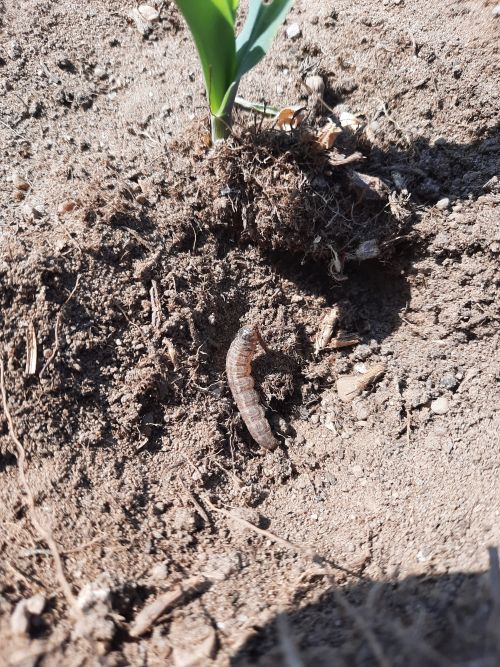 A cutworm emerging from the soil.