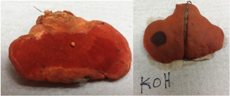 Pycnoporus cinnebarinus. Minute pore surface of Pycnoporus cinnebarinus (left) and the KOH reaction, resulting in a dark purple to gray discoloration (right).