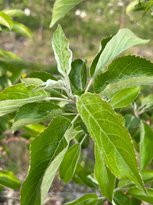 New leaves on an apple crop.