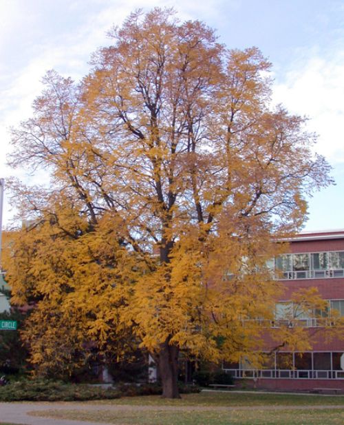 Mature Kentucky coffeetree in fall. Photo credit: Mary Wilson, MSU Extension