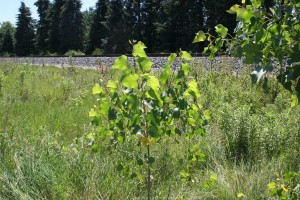 Common cottonwood – Populus deltoides