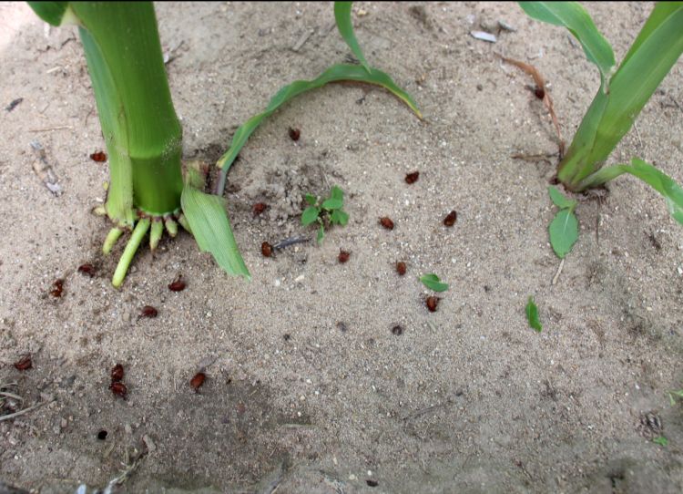 Numerous dead AGB on the soil surface.