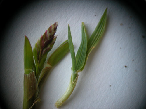  Creeping Bentgrass4.la.jpg 