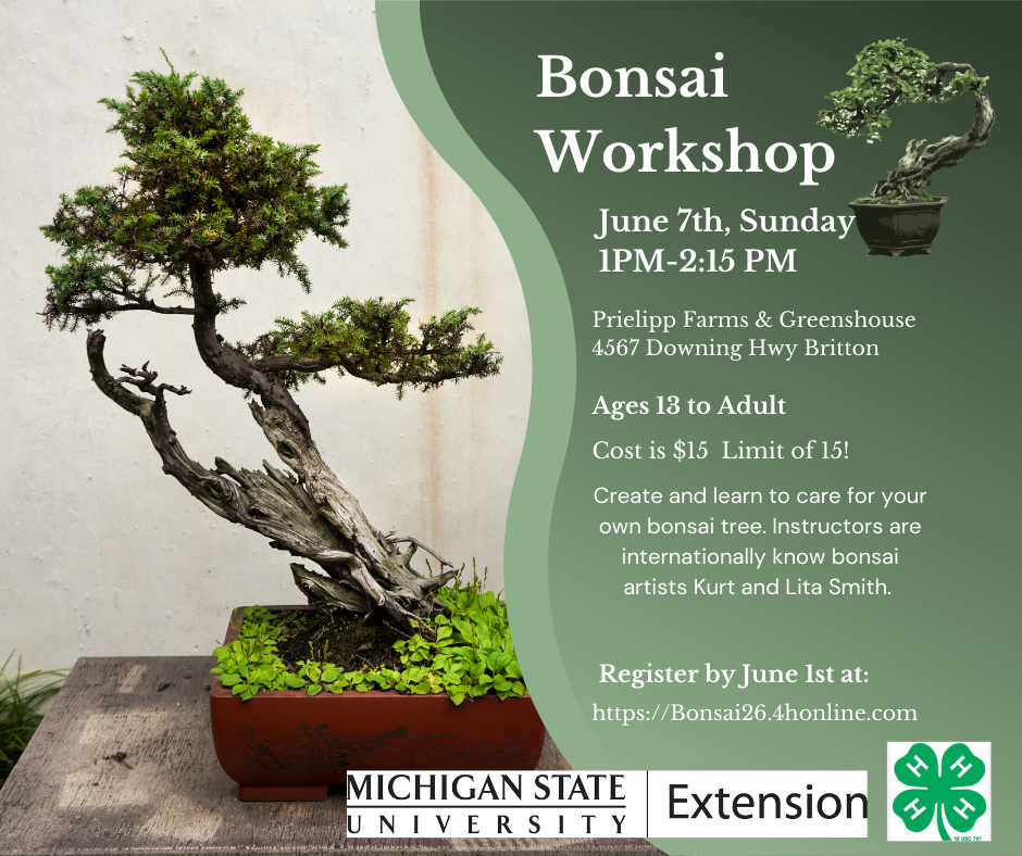 carmona bonsai Bonsai Carmona in 6