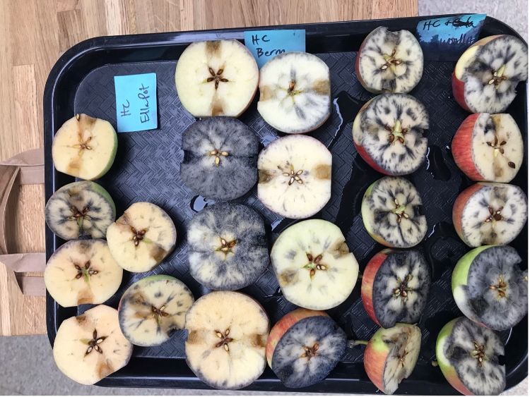 A tray of apples sliced open and stained from starch index testing.