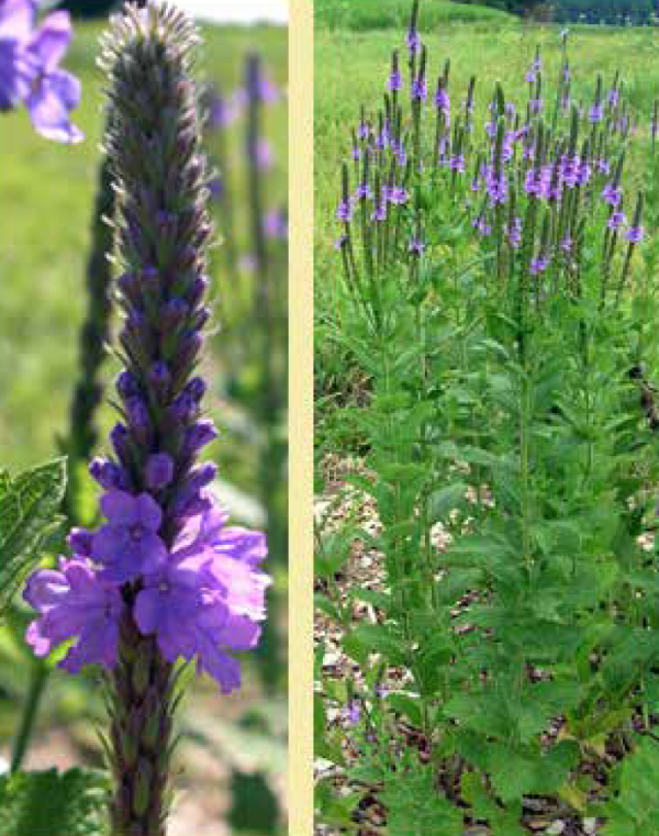Hoary vervain, Hoary verbena