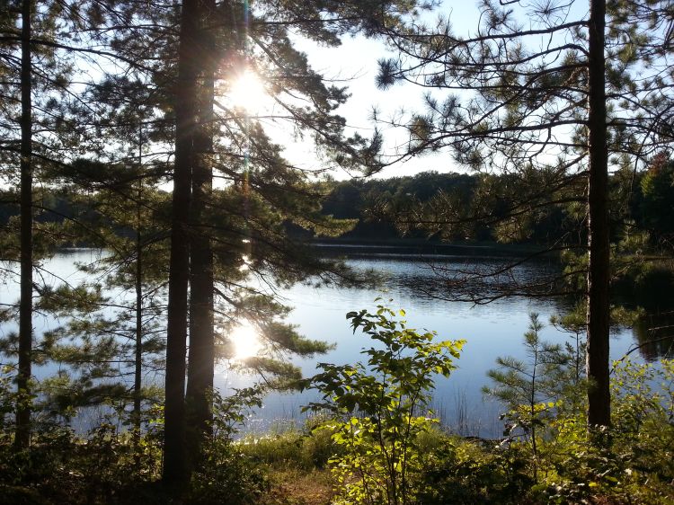 Lake behind trees.