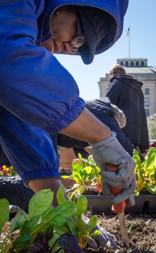Extension Master Gardener Program Scheduled For Lakeshore Area In 2020 Master Gardener Program