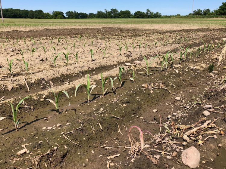 Drying field