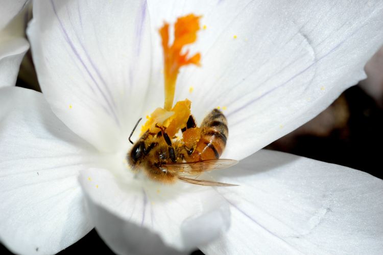MSU scientists have identified how a single gene in honey bees separates the queens from the workers. Courtesy of Zachary Huang