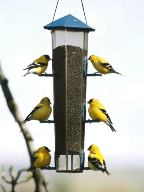 Get youth involved with bird feeding, a fun, winter activity!