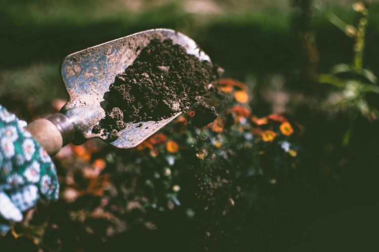 Image showing a trowel scooping up soil in a garden.