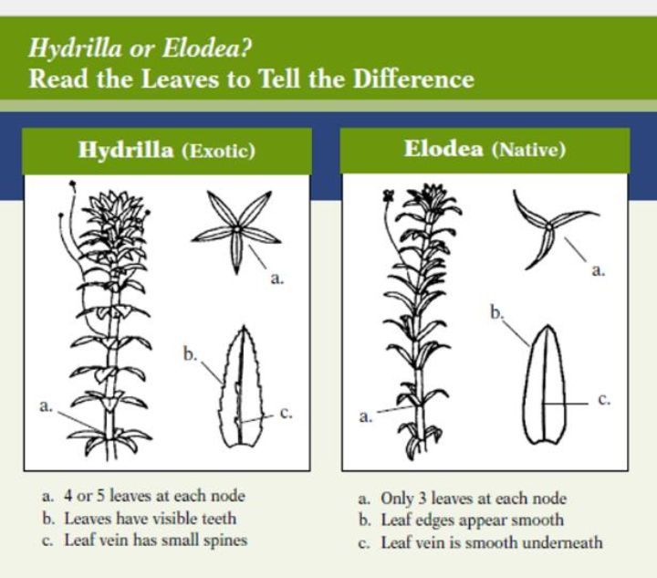Spotlight on Hydrilla verticillata MSU Extension